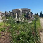 Sterpaglie al cimitero di Giarre